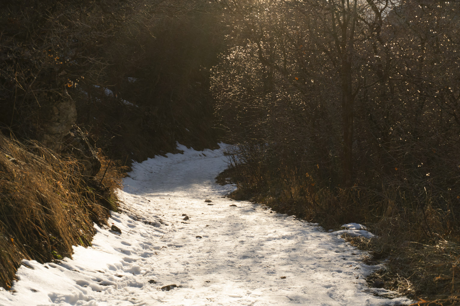 Going down the mountain the remaining seeds in the maples catch sunlight